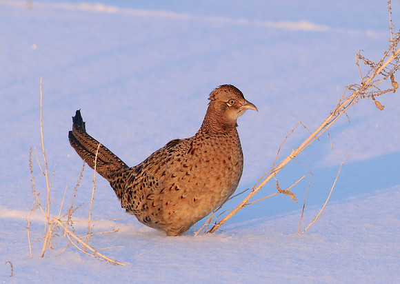 Ring-necked Pheasant - Female in Snow