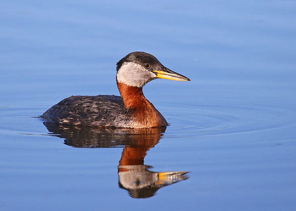 Red-necked Grebe - Anchorage, Alaska