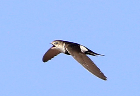 White-throated Swift - Big Bend National Park, Texas
