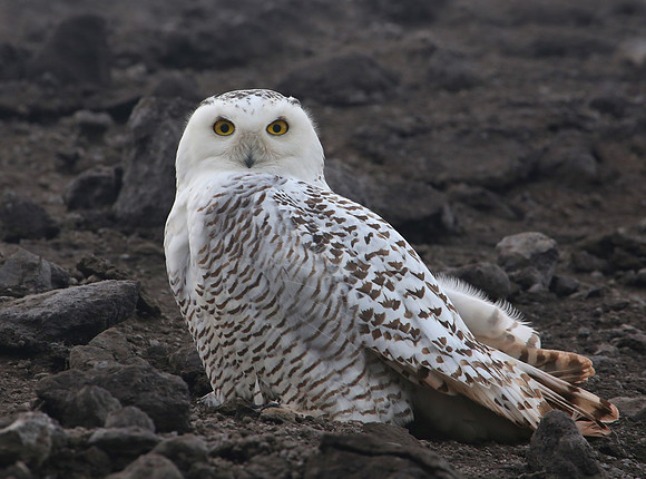 Snowy Owl - ArcelorMittal - East Chicago, IN