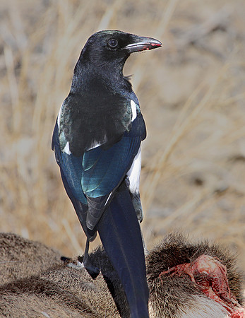 Black-billed Magpie - Yellowstone National Park