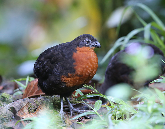 Dark-backed Wood-Quail - Mindo, Ecuador
