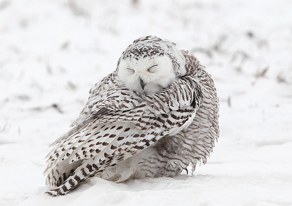 Snowy Owl - Illinois