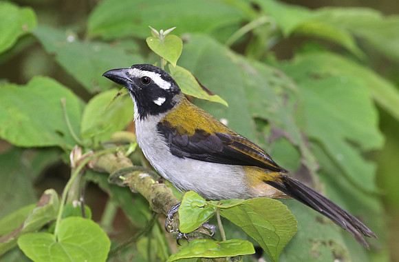 Black-winged Saltator - Mindo, Ecuador