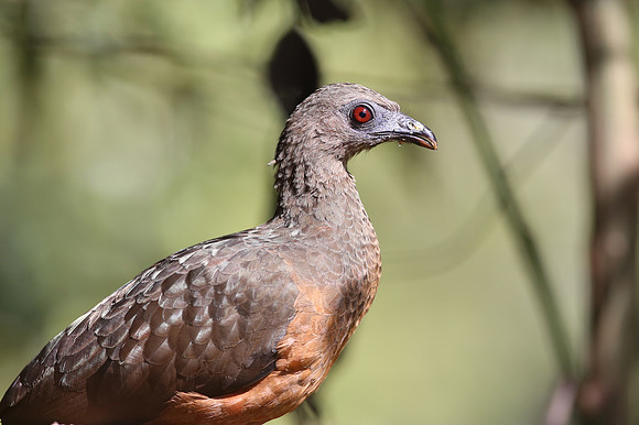 Sickle-winged Guan - Paz de las Aves - Mindo, Ecuador