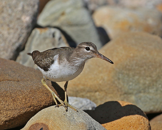 Spotted Sandpiper - Santa Barbara, California