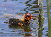 American Coot - Camarillo, California