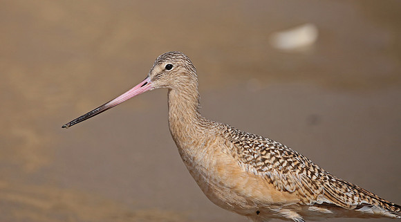 Marbled Godwit - Santa Barbara, California