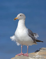 Western Gull - Ventura, California