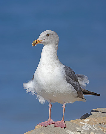 Western Gull - Ventura, California
