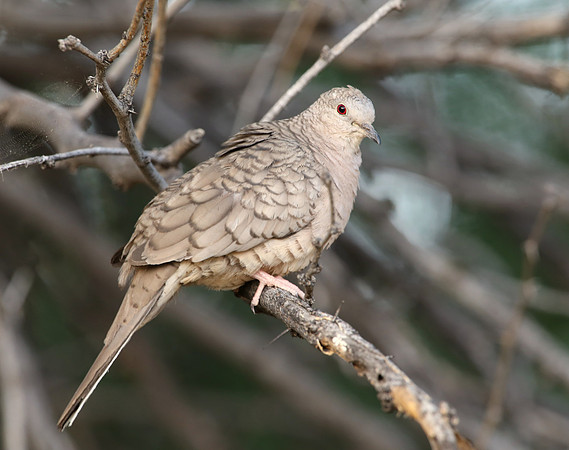 Inca Dove - Big Bend National Park, Texas