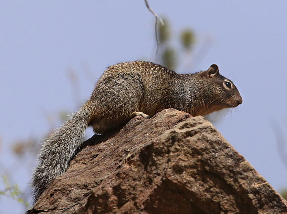 Rock Squirrel - Big Bend National Park, Texas