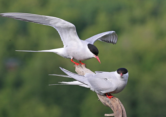 Arctic Tern - Anchorage, Alaska