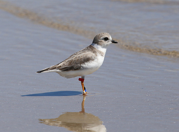 Piping Plover - Galveston, Texas