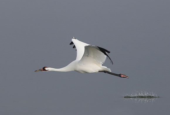 Whooping Crane - Aransas NWR