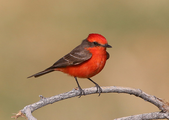 Vermilion Flycatcher - Big Bend National Park, Texas