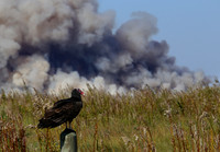 Turkey Vulture against Prescribed Burn