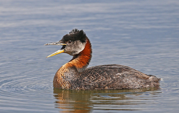 Red-necked Grebe - Anchorage, Alaska