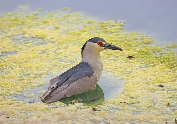 Black-crowned Night Heron - Camarillo, CA