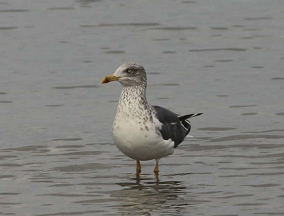 Lesser Black-backed Gull - Aransas, Texas