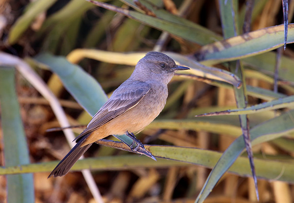 Say's Phoebe - Big Bend National Park, Texas