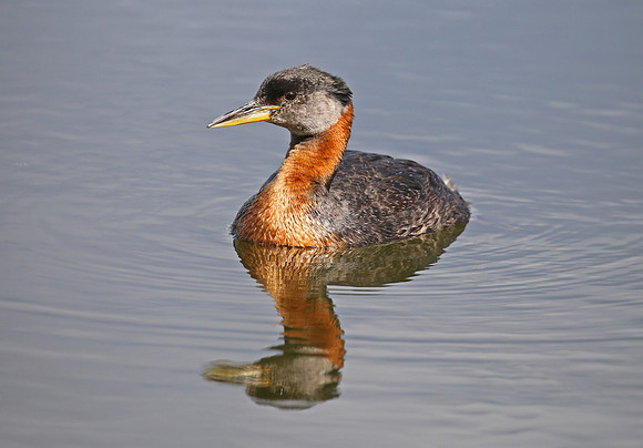 Red-necked Grebe - Anchorage, Alaska